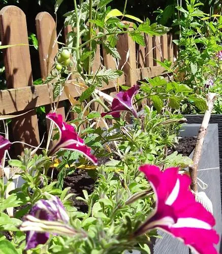 Apartment L'escale Honfleuraise *